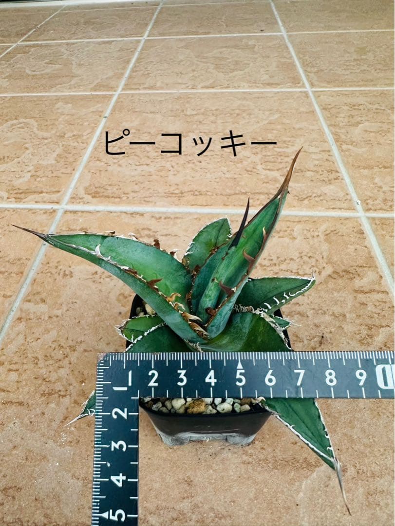 アガベセット　チタノタ　シーザー　白鯨　魔丸　オテロイ実生　ピーコッキー　鉢ごと
