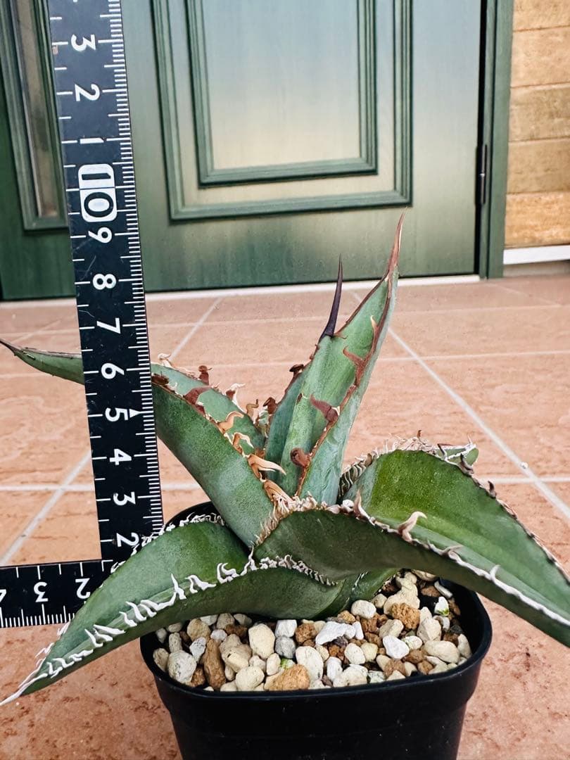 アガベセット　チタノタ　シーザー　白鯨　魔丸　オテロイ実生　ピーコッキー　鉢ごと