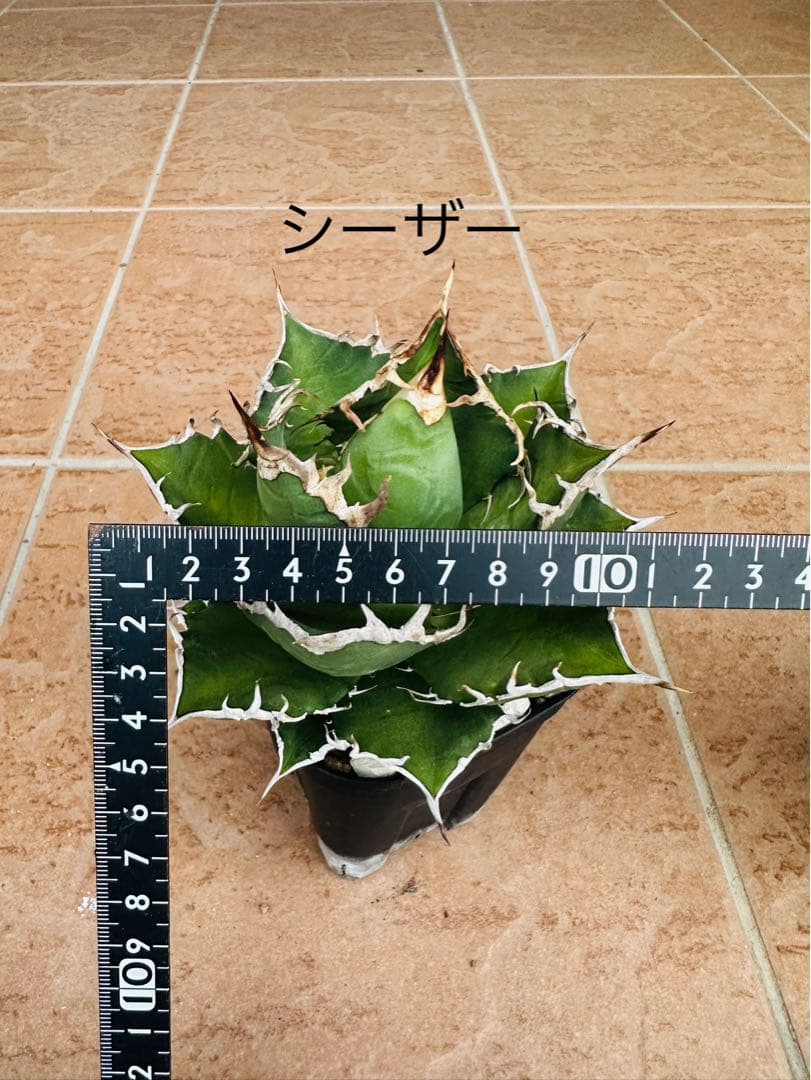 アガベセット　チタノタ　シーザー　白鯨　魔丸　オテロイ実生　ピーコッキー　鉢ごと