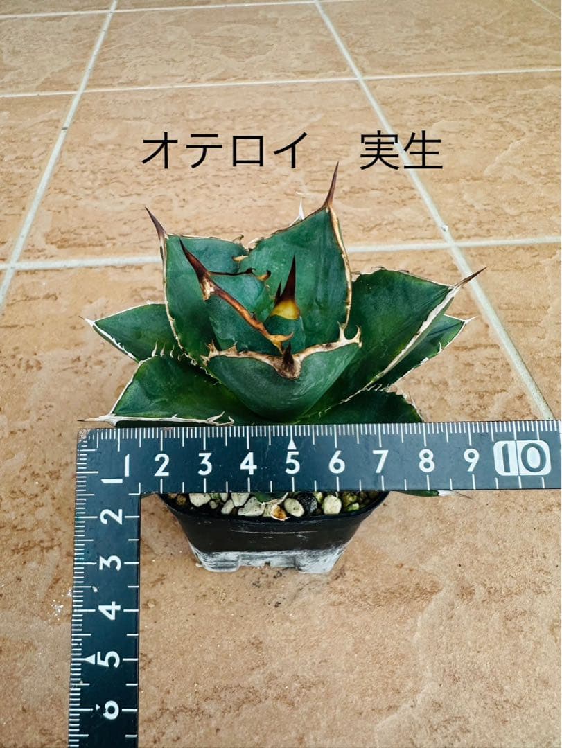 アガベセット　チタノタ　シーザー　白鯨　魔丸　オテロイ実生　ピーコッキー　鉢ごと