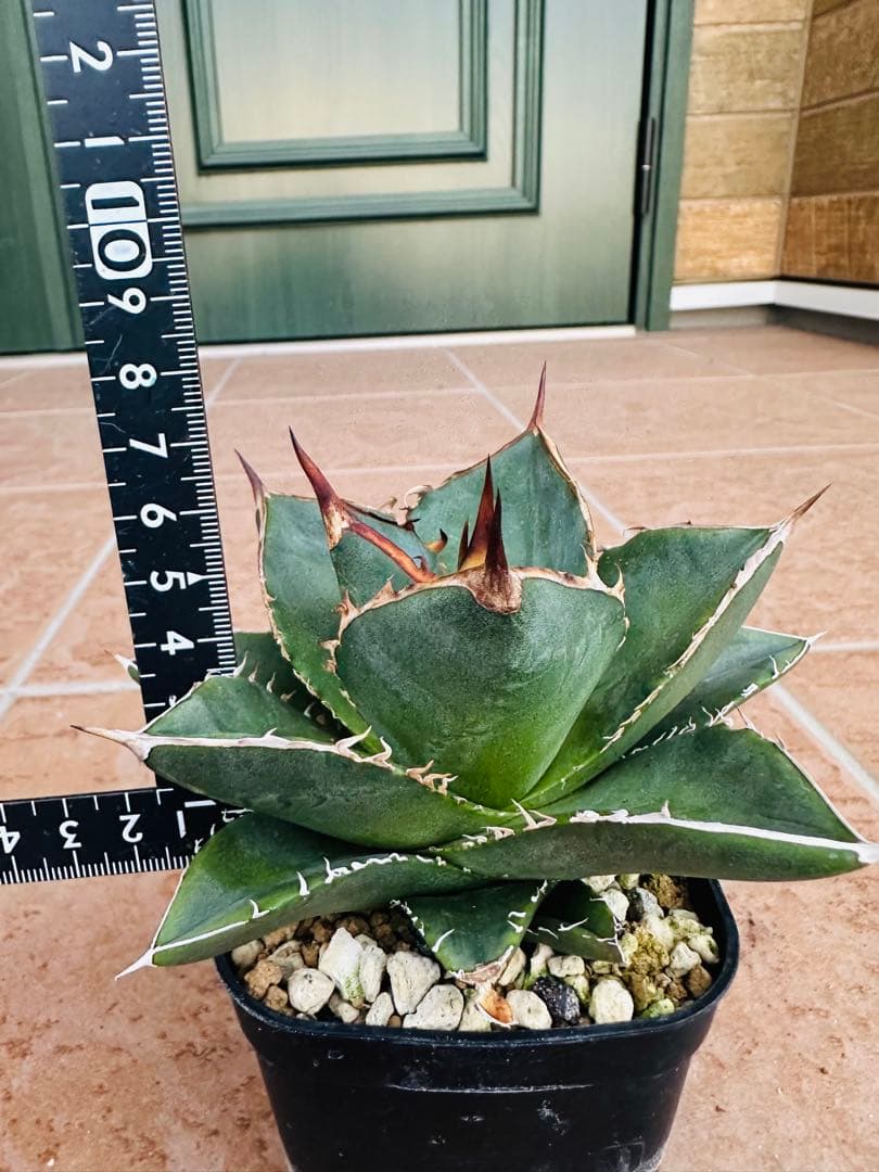 アガベセット　チタノタ　シーザー　白鯨　魔丸　オテロイ実生　ピーコッキー　鉢ごと