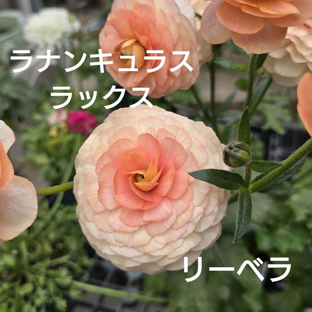 ラナンキュラス ラックス リーベラ - メルカリ