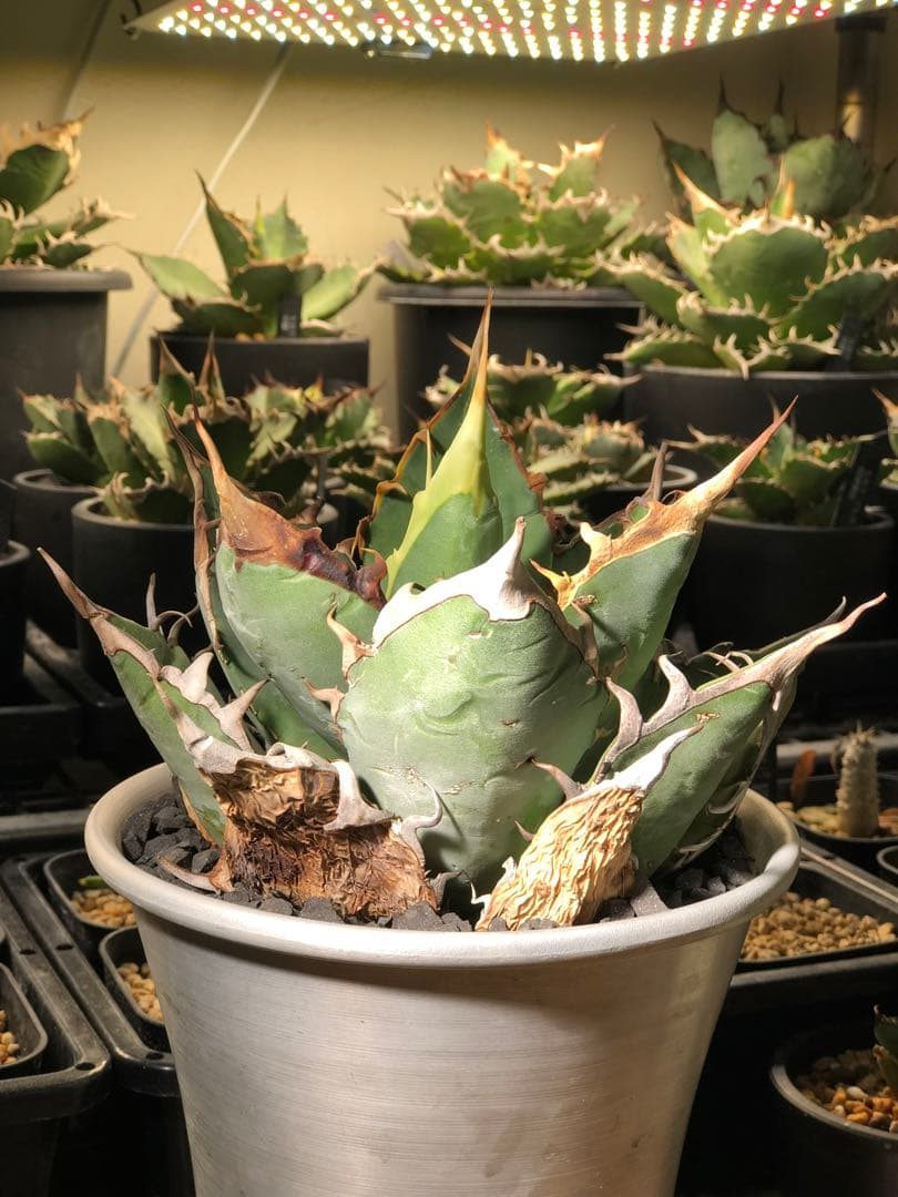 現地球】オアハカオテロイ