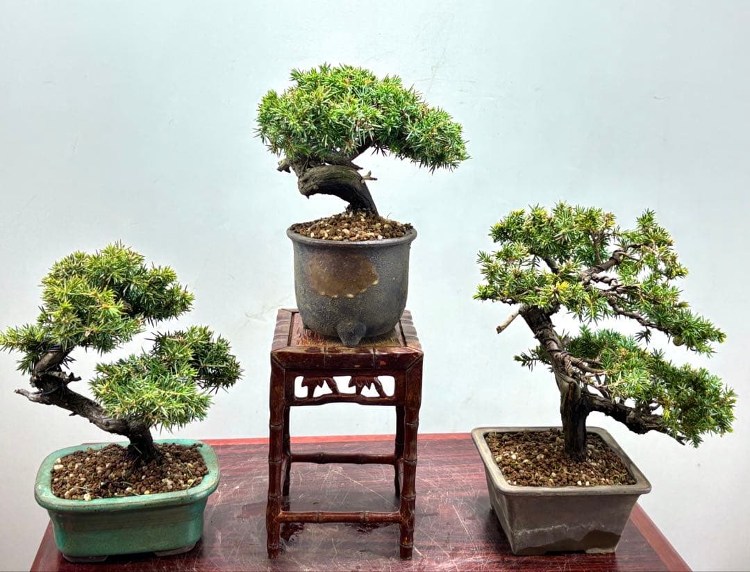 小品盆栽　伊勢杜松　3点セット　　　　　　　　　可愛い木です‼️‼️‼️