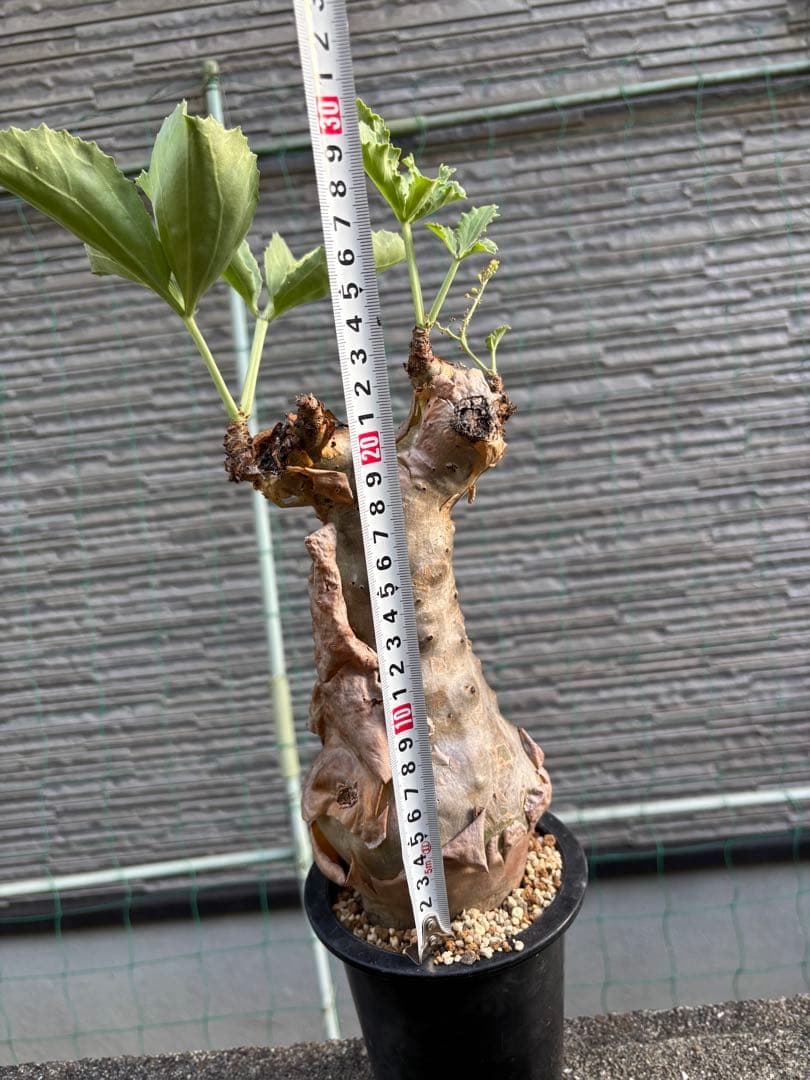 キフォステンマ　ベティフォルメ　塊根植物　コーデックス