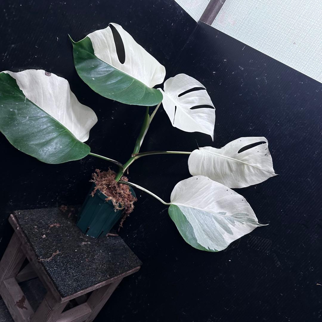 超*✿様 モンステラ斑入りハーフムーンホワイトタイガー極美斑入り　　 51cm