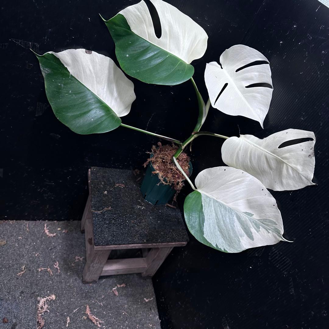 超*✿様 モンステラ斑入りハーフムーンホワイトタイガー極美斑入り　　 51cm