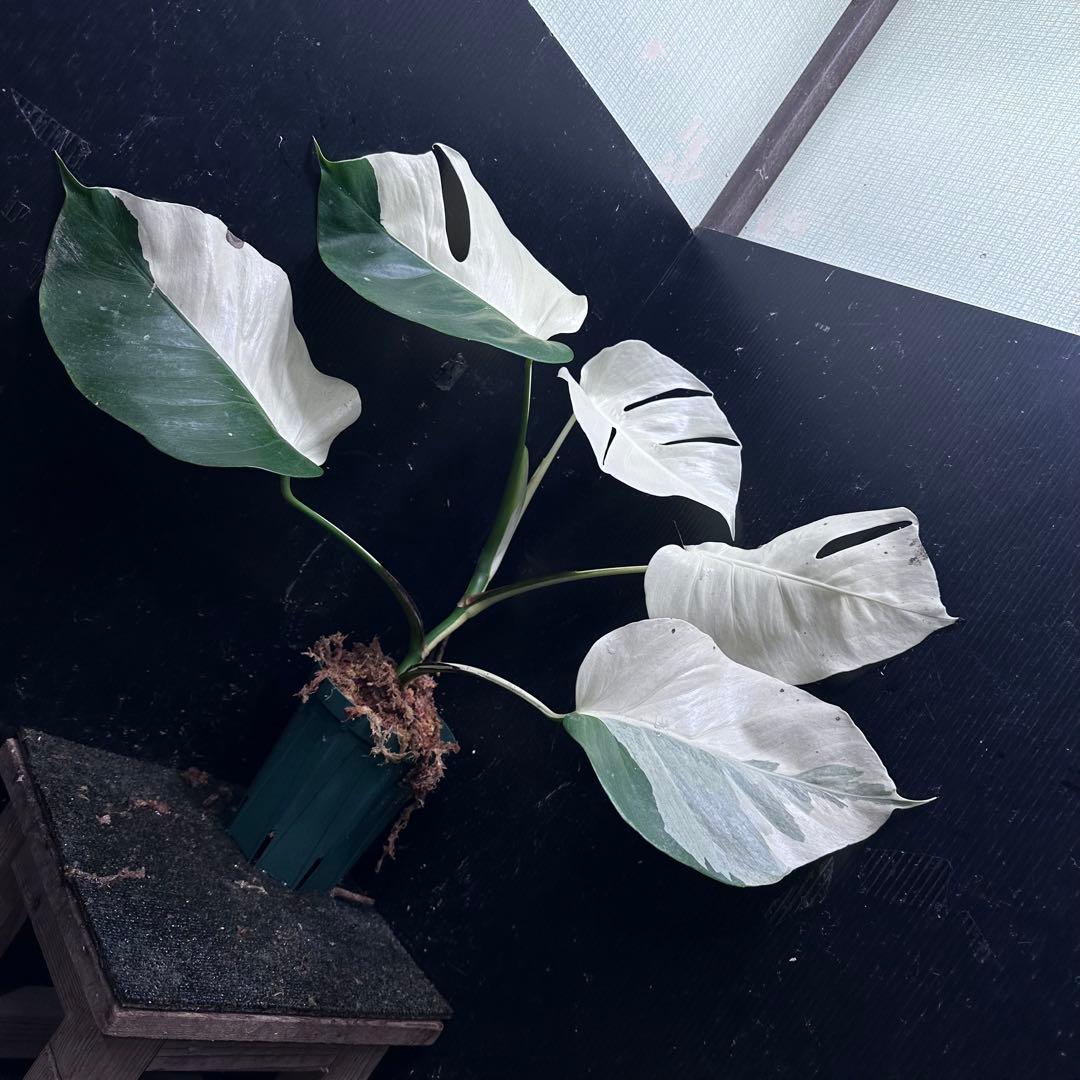 超*✿様 モンステラ斑入りハーフムーンホワイトタイガー極美斑入り　　 51cm