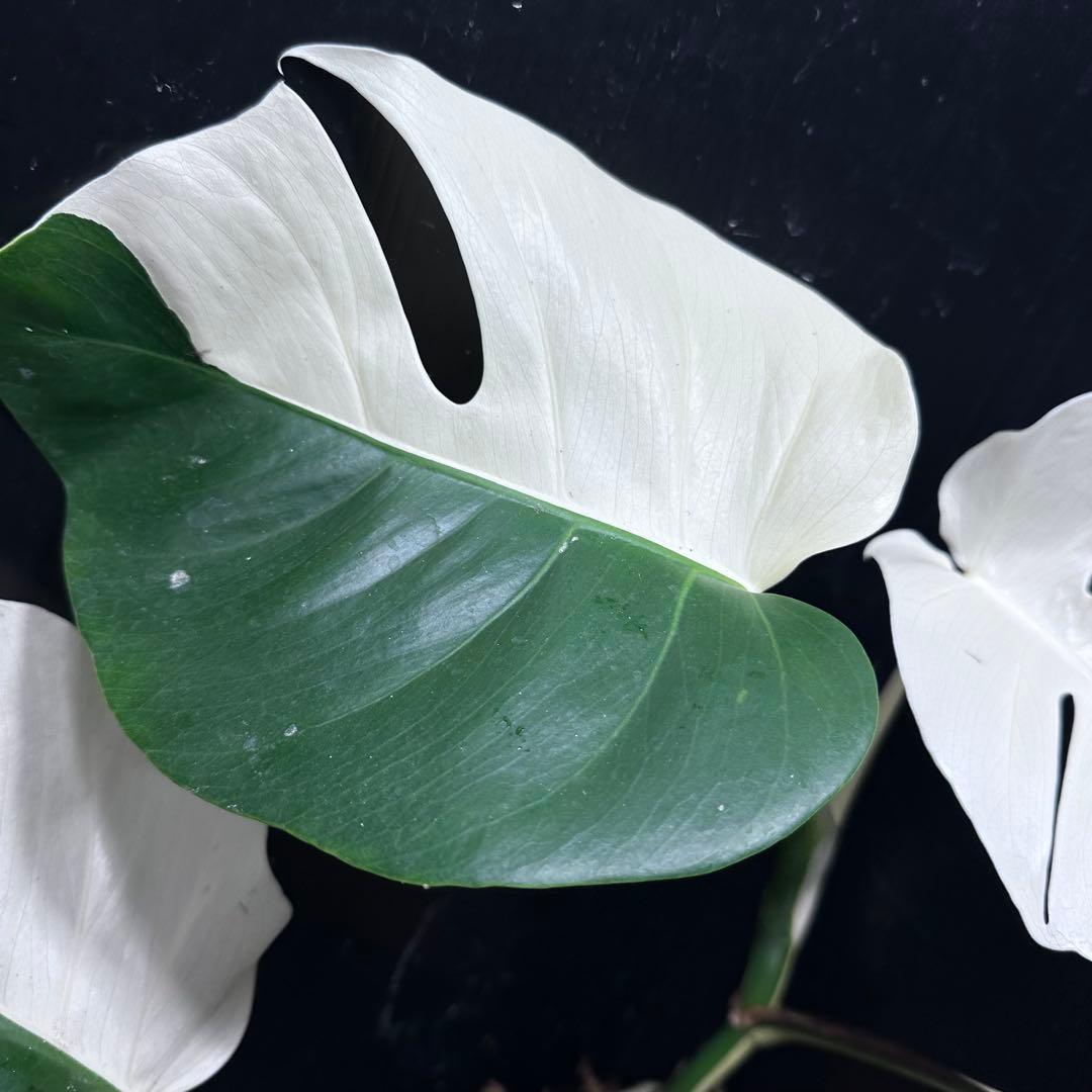 超*✿様 モンステラ斑入りハーフムーンホワイトタイガー極美斑入り　　 51cm