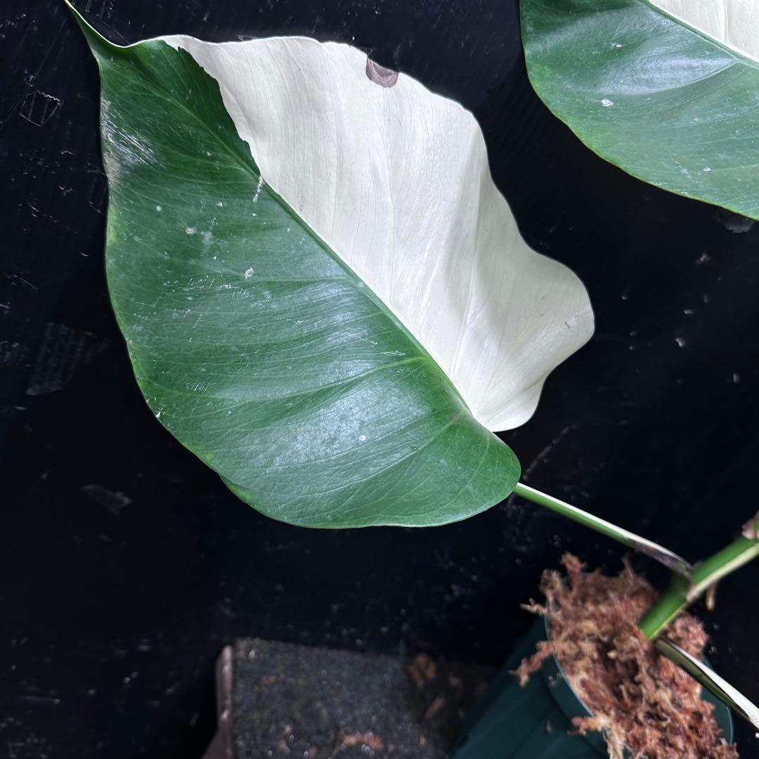 超*✿様 モンステラ斑入りハーフムーンホワイトタイガー極美斑入り　　 51cm