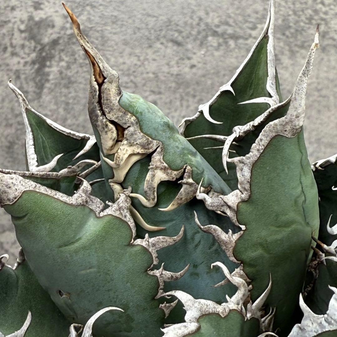 ク*カ様 【アガベ 海王“精品海王” 】五つ星神龍/血統株/Z-6 - メルカリ