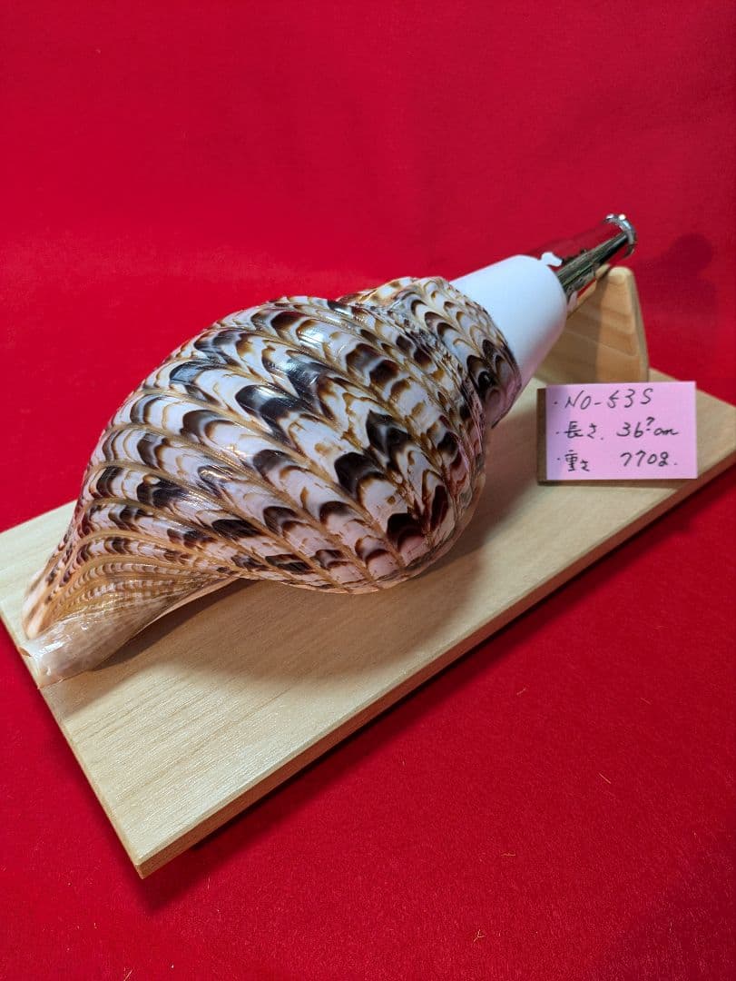 法螺貝、ＮＯ−５３Ｓ ホラ貝、和楽器、和太鼓、修験道、置物