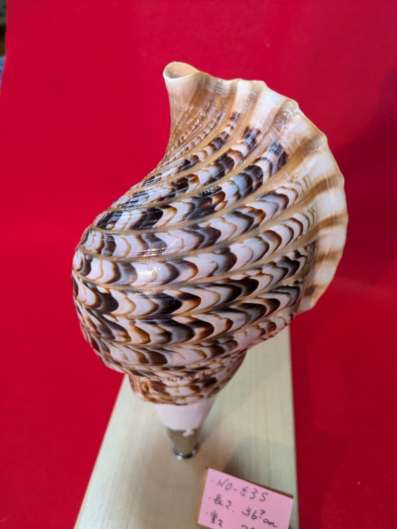 法螺貝、ＮＯ−５３Ｓ ホラ貝、和楽器、和太鼓、修験道、置物