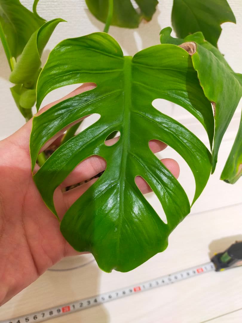 モンステラsp　多分ボルシギアナ　枝変りかな