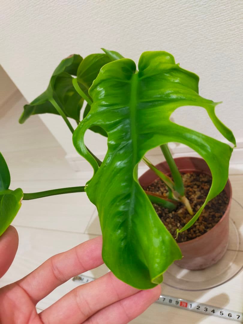 モンステラsp　多分ボルシギアナ　枝変りかな