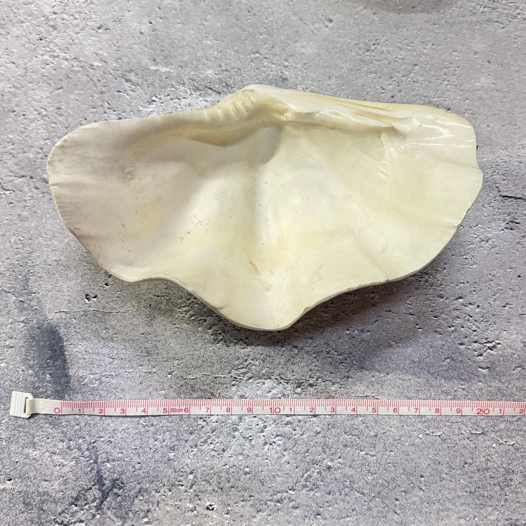 オウムガイ 珊瑚 他 貝殻コレクションセット 16点