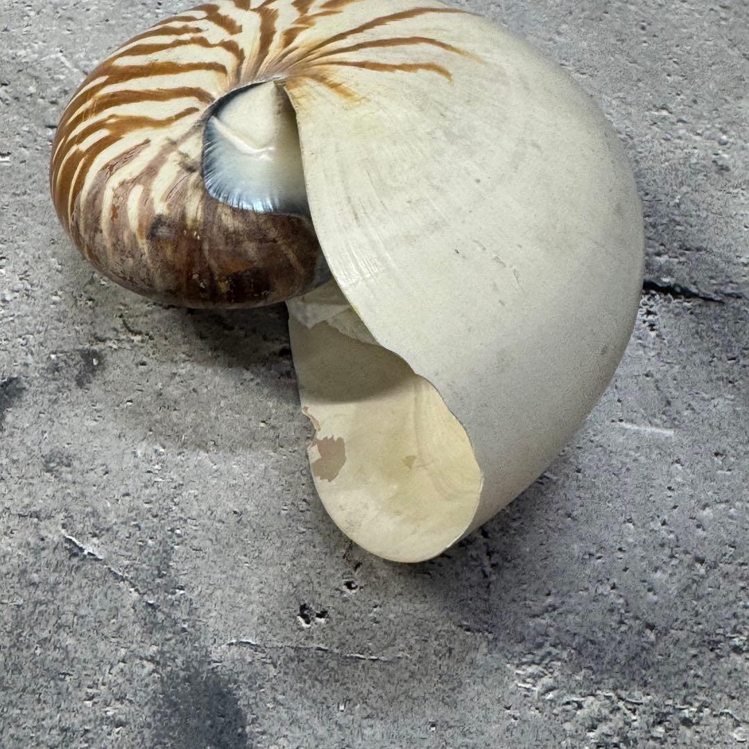 オウムガイ 珊瑚 他 貝殻コレクションセット 16点