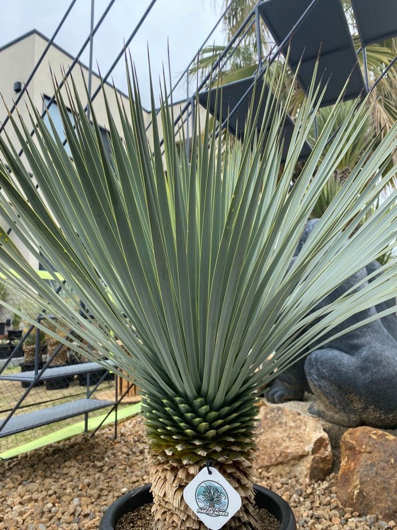 ユッカロストラータver.ロスト　1