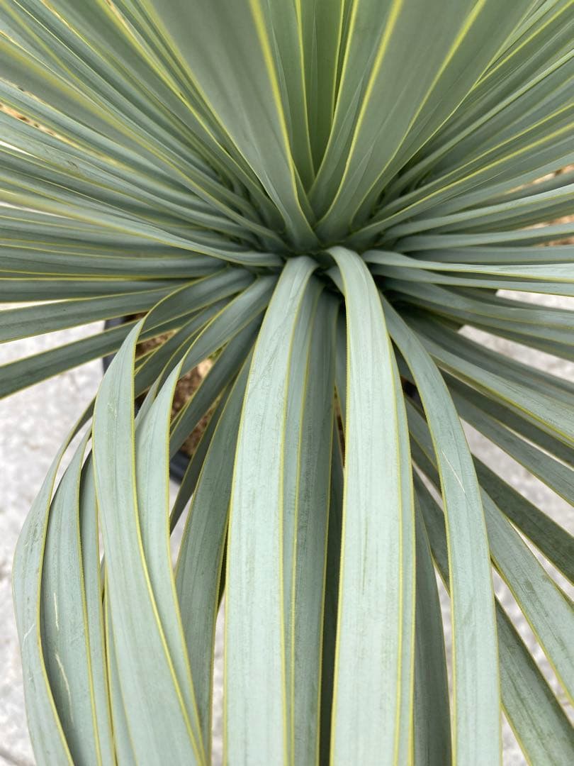 ユッカロストラータver.ロスト　1