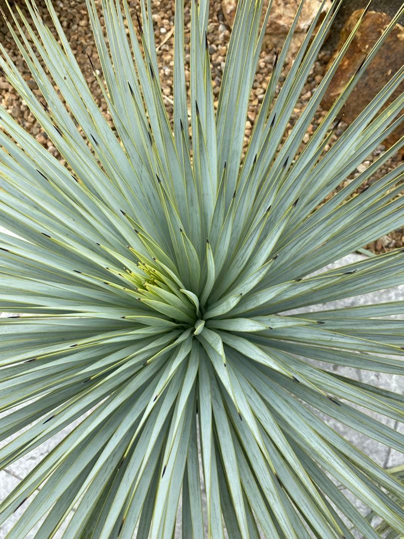 ユッカロストラータver.ロスト　1