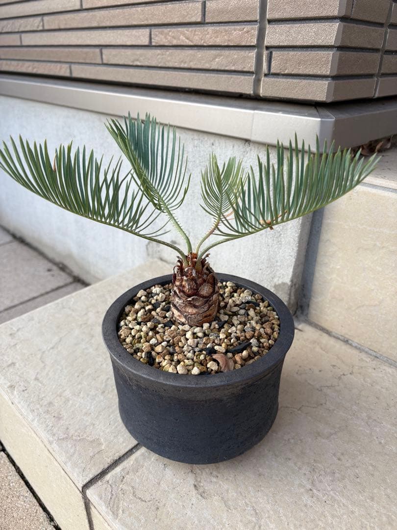 サイカス　カイルンシアナ