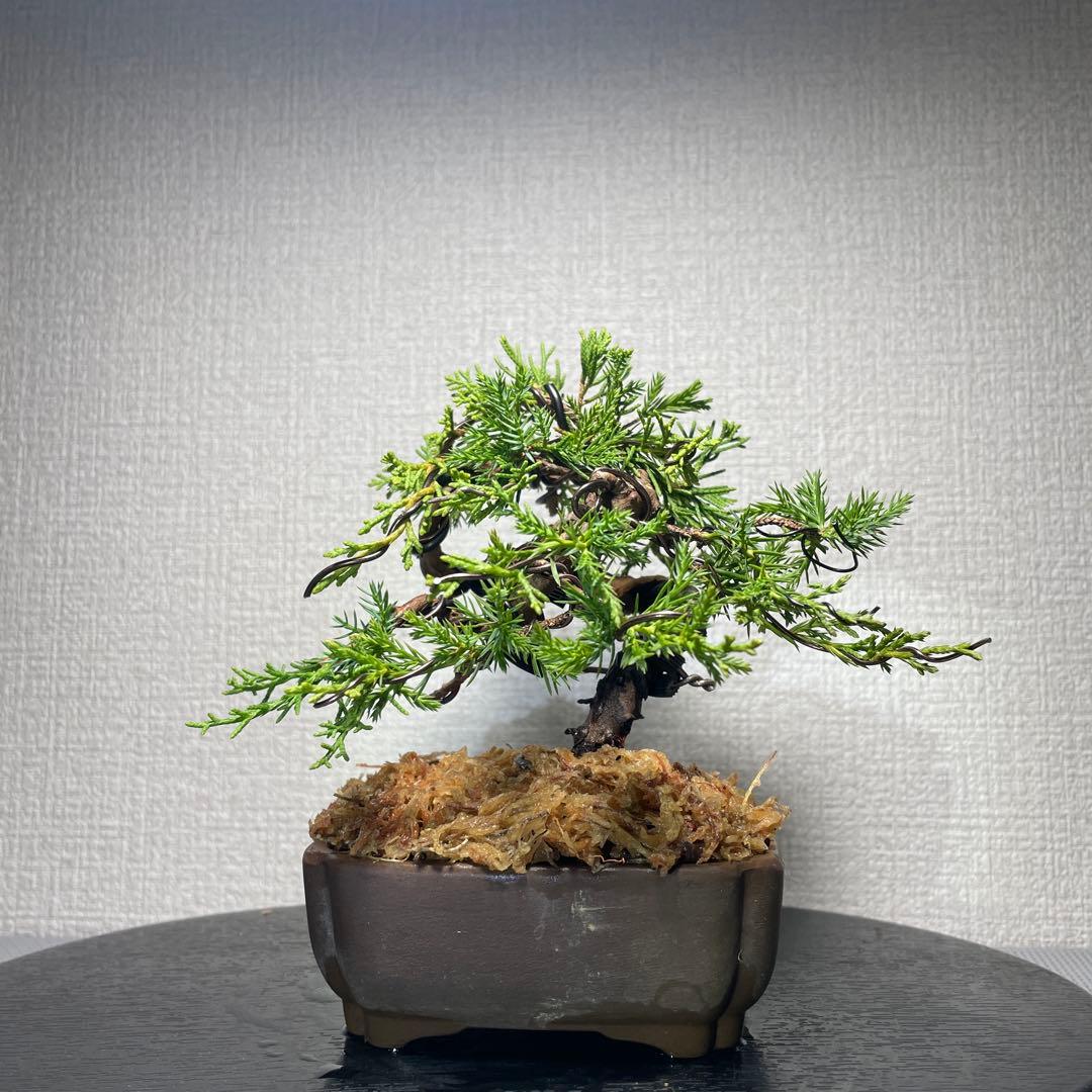 糸魚川真柏　盆栽【樹高約12㎝】