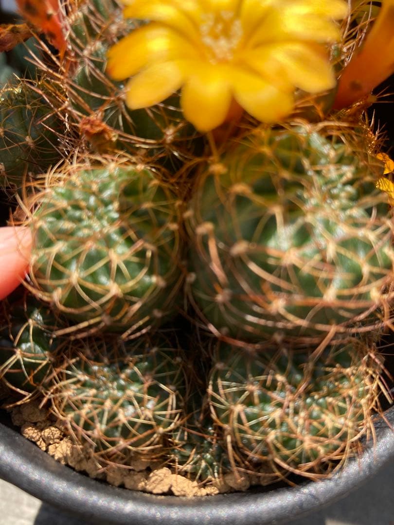 スルコレブチアsp イエロー花♬カキコ2つ