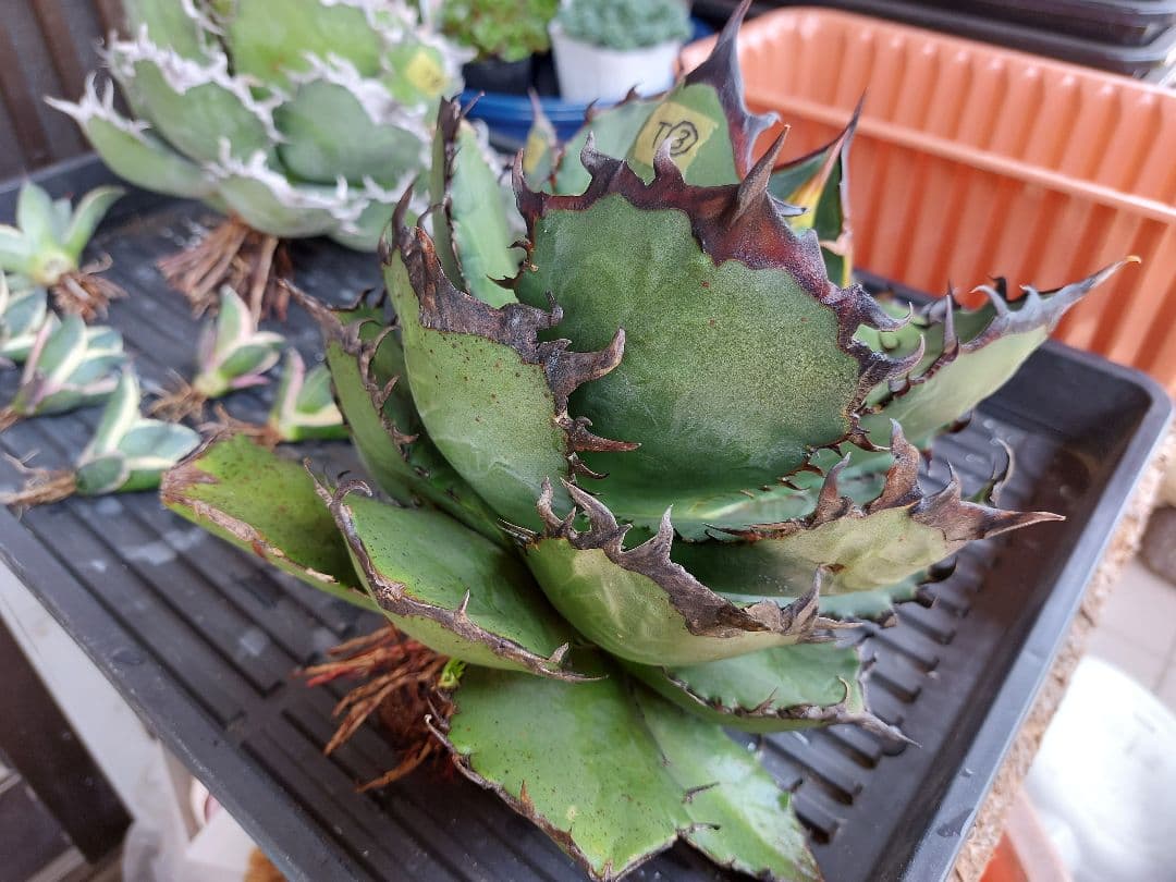 アガベ オテロイ チタノタ カリフォルニア株 コレクション株 A