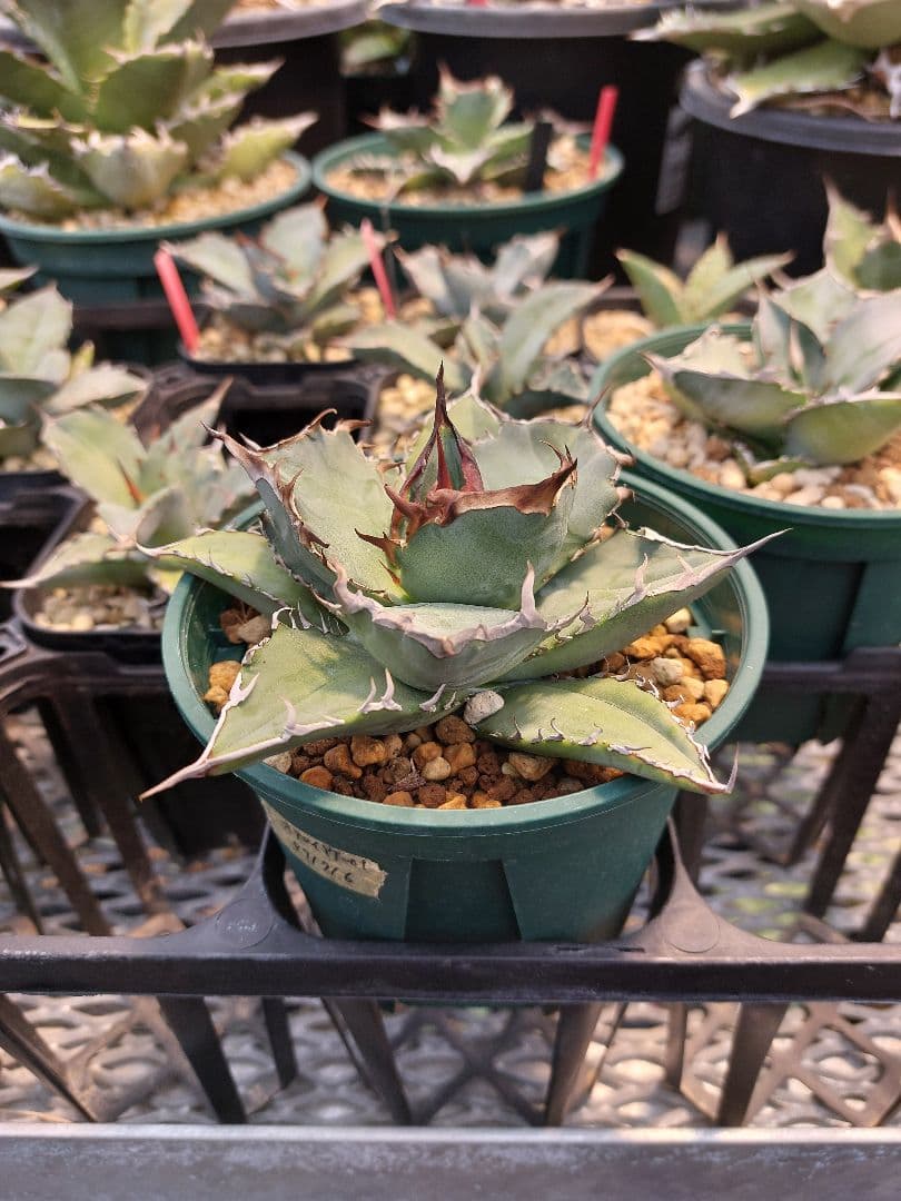 アガベ オテロイ チタノタ カリフォルニア株 コレクション株 A