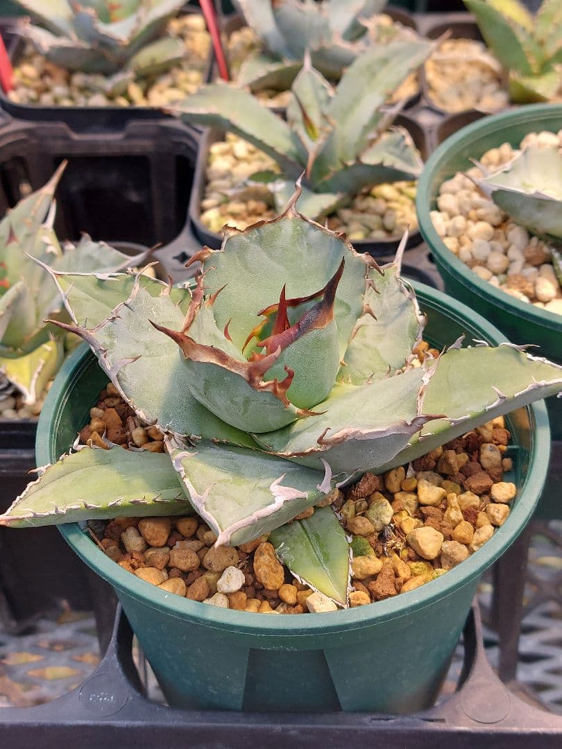 アガベ オテロイ チタノタ カリフォルニア株 コレクション株 A