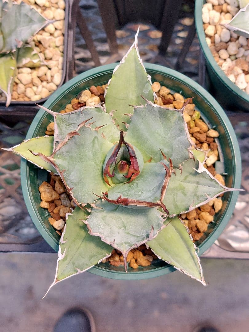 アガベ オテロイ チタノタ カリフォルニア株 コレクション株 A