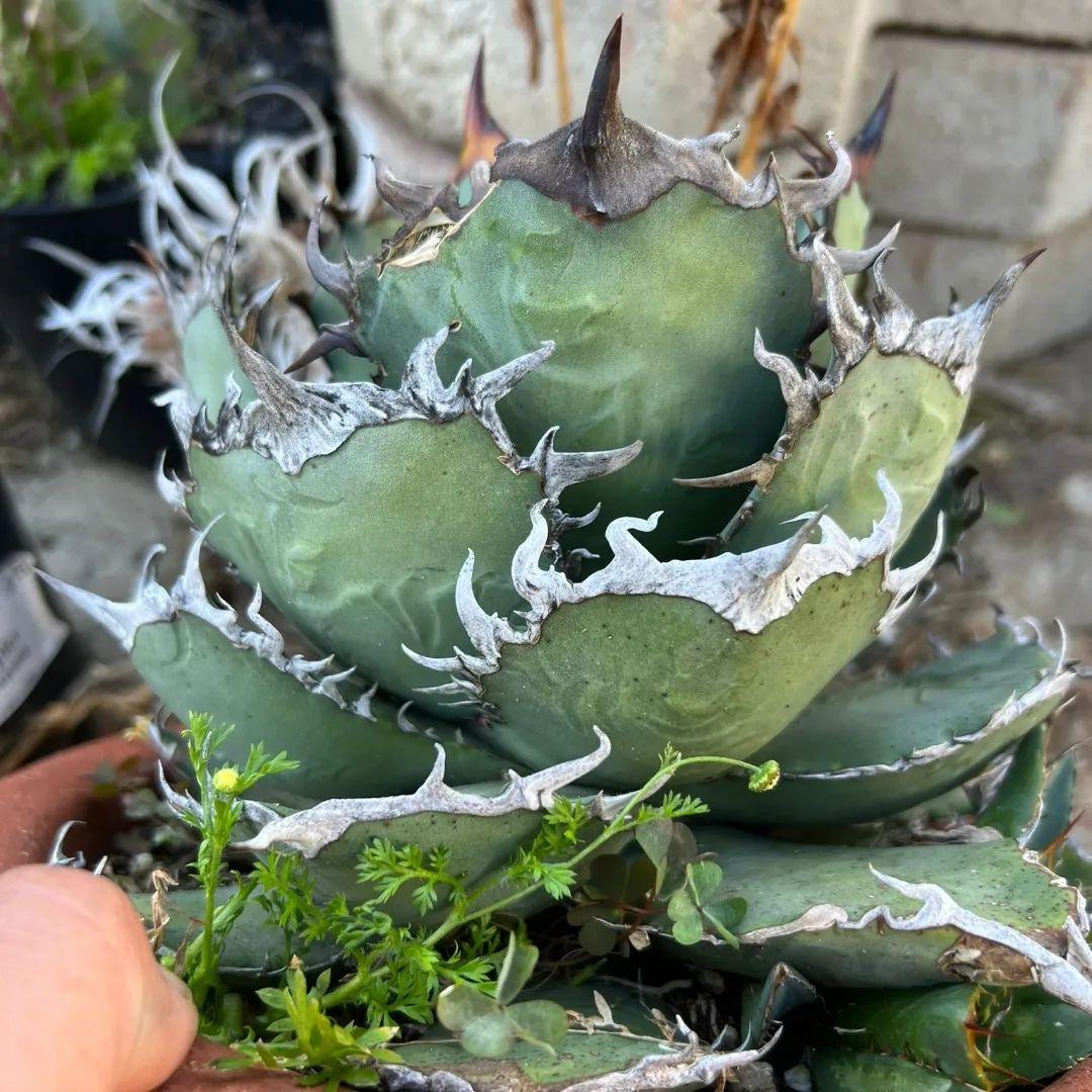 アガベ オテロイ チタノタ カリフォルニア株 コレクション株 A