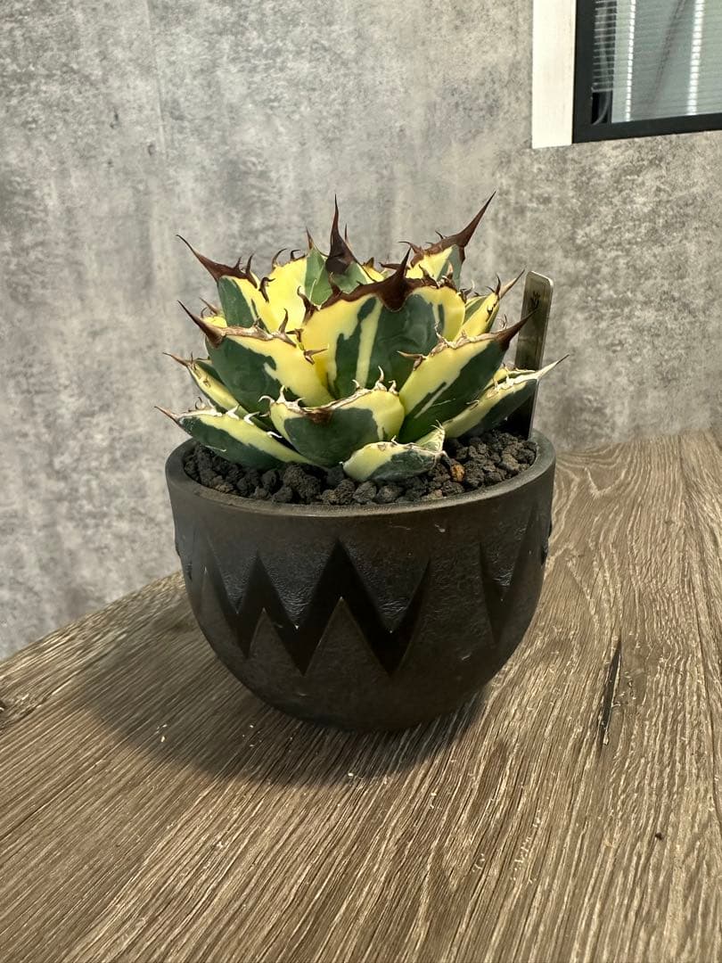 アガベ スナグルトゥース　valiem