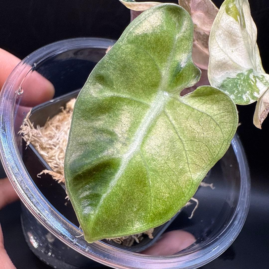 アロカシア ハートバルーン ピンク