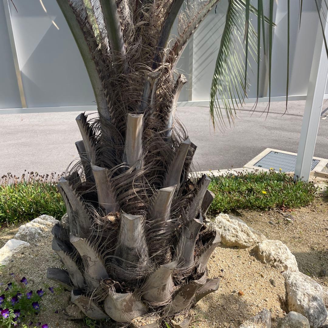 ココスヤシ 2.5m