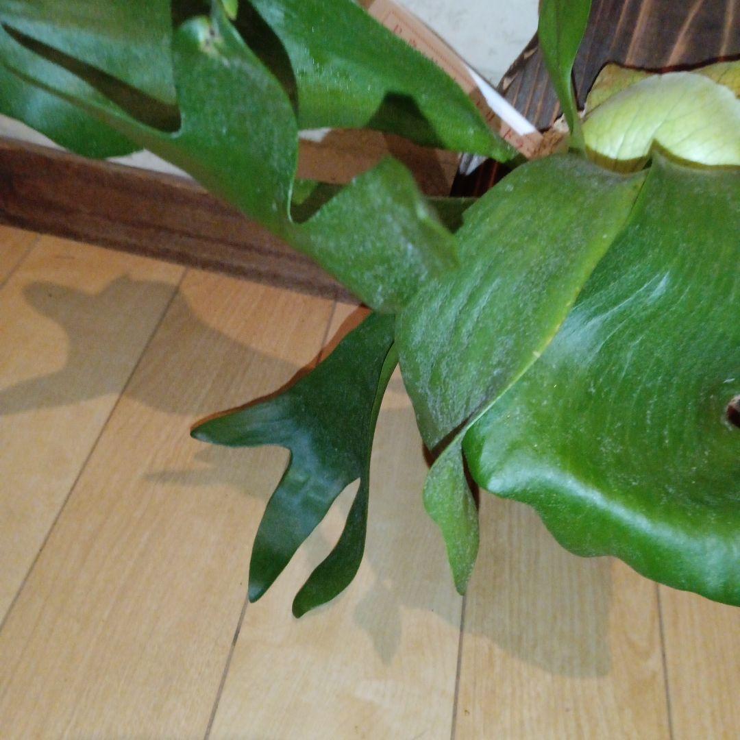 ステマリア＆ヒリードラゴンスポアオリジナルACO出品です!