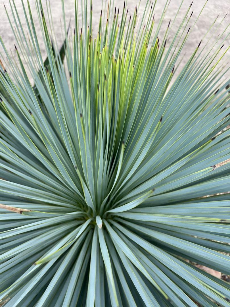 ユッカ ロストラータ