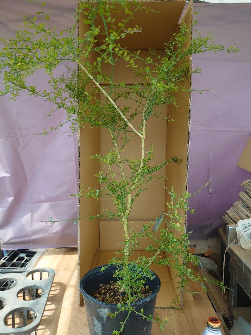 ☆　みみみさま専用　フィンガーライム苗木セット　☆