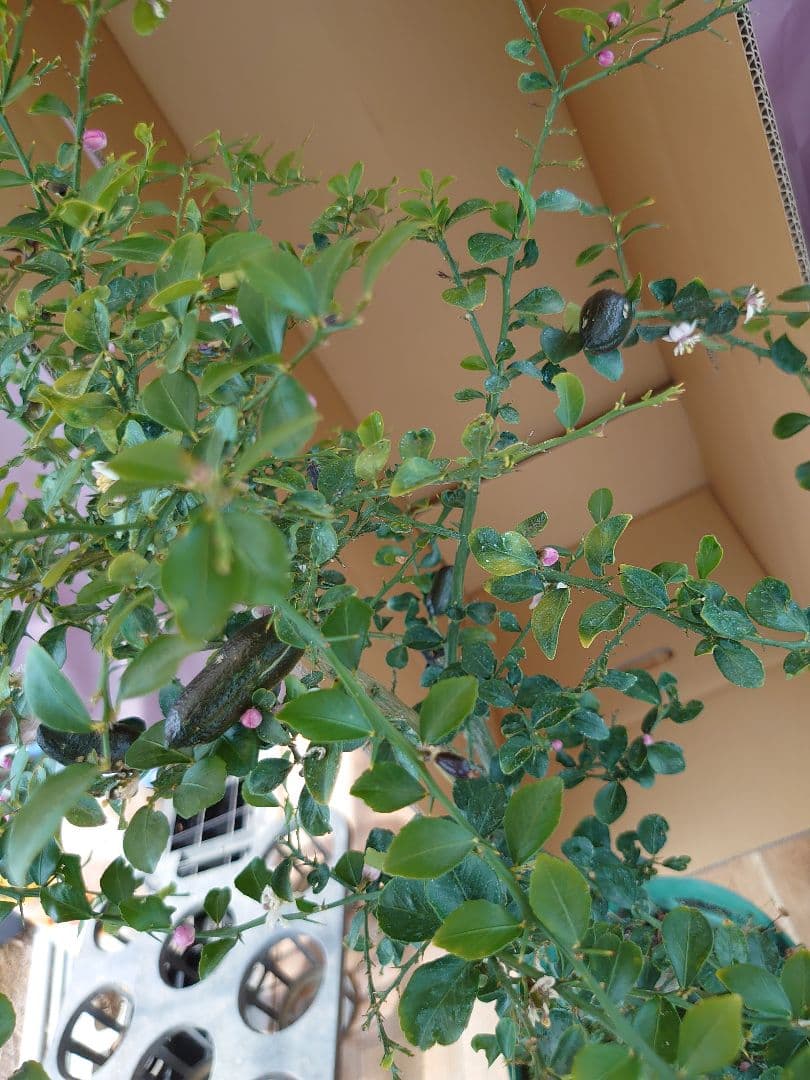 ☆　みみみさま専用　フィンガーライム苗木セット　☆