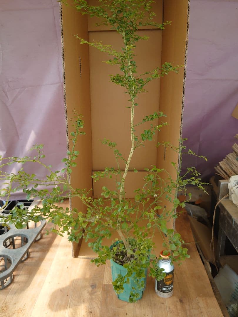 ☆　みみみさま専用　フィンガーライム苗木セット　☆