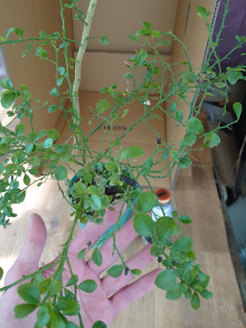 ☆　みみみさま専用　フィンガーライム苗木セット　☆