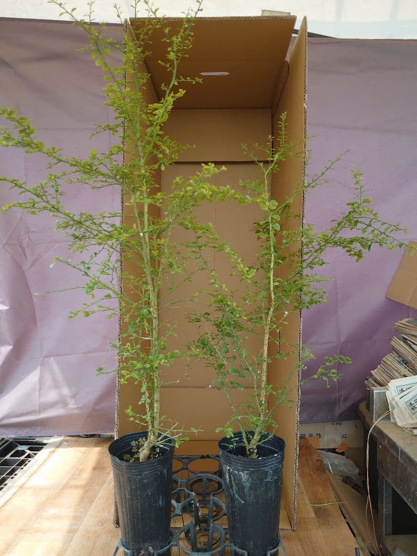 ☆　みみみさま専用　フィンガーライム苗木セット　☆