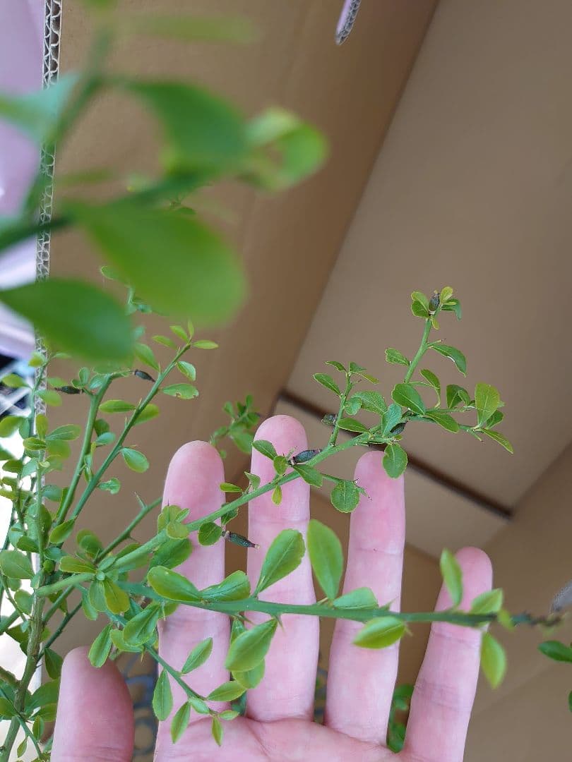 ☆　みみみさま専用　フィンガーライム苗木セット　☆