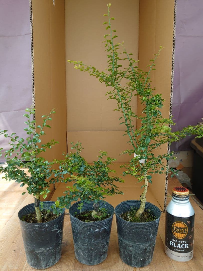 ☆　みみみさま専用　フィンガーライム苗木セット　☆