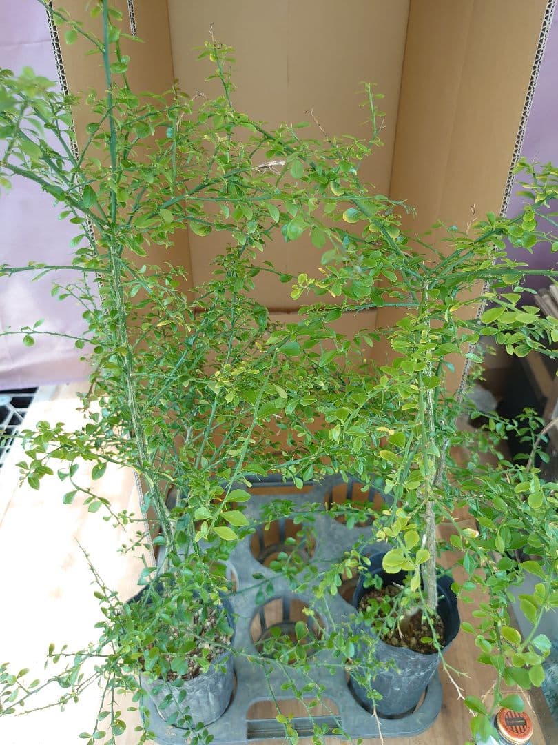 ☆　みみみさま専用　フィンガーライム苗木セット　☆