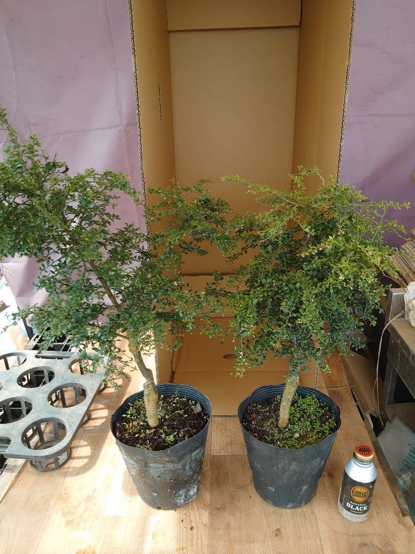 ☆　みみみさま専用　フィンガーライム苗木セット　☆