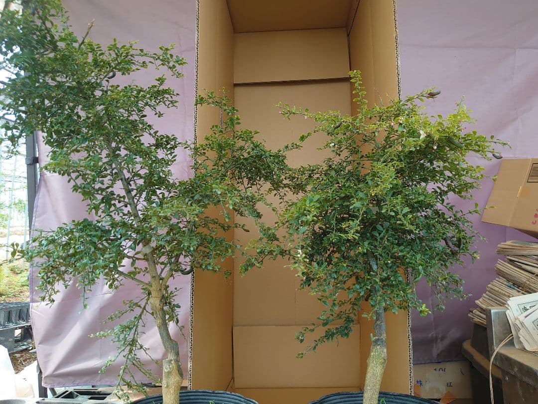 ☆　みみみさま専用　フィンガーライム苗木セット　☆