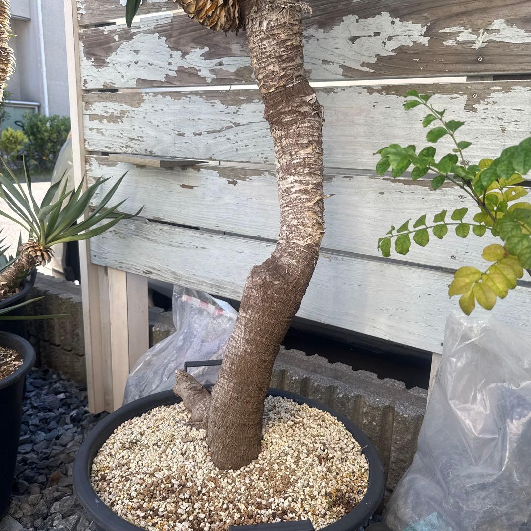 ユッカグロリオサ 分頭！ 子株も有り 芋付き 1.3m以上 直接取り引きのみ