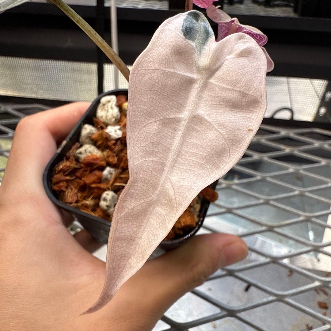 p*a様 選抜株 アロカシア バンビーノスーパーピンク