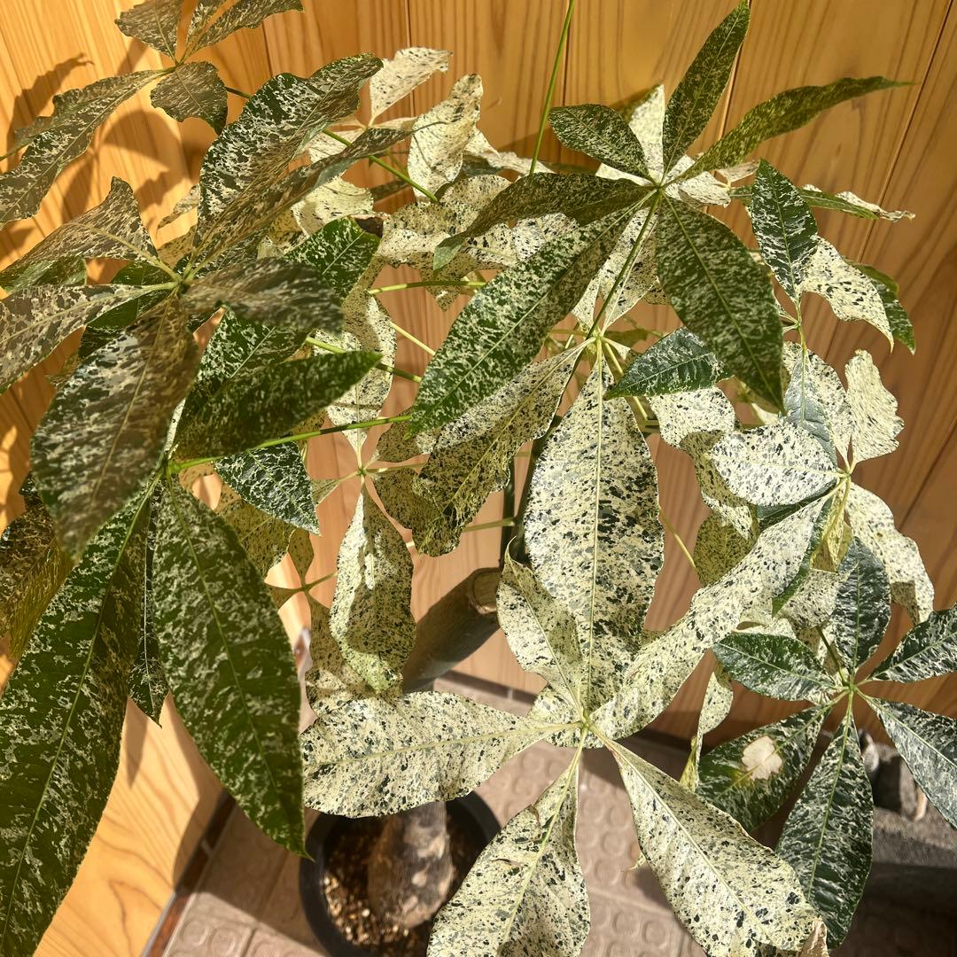 パキラ ミルキーウェイ 【クリスマス感謝祭】